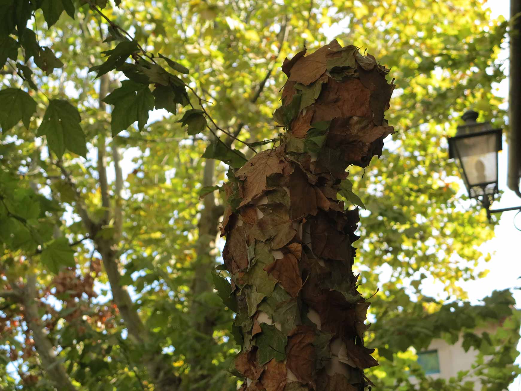 Come un albero
